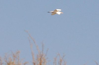 35countygreategret222222222.JPG