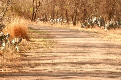 35countytrail.JPG