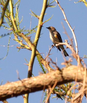 35countyyellowrumped.JPG