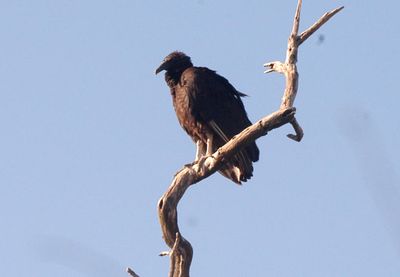 35countyblackvulture.JPG