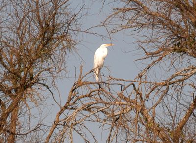 35countygreategret.JPG