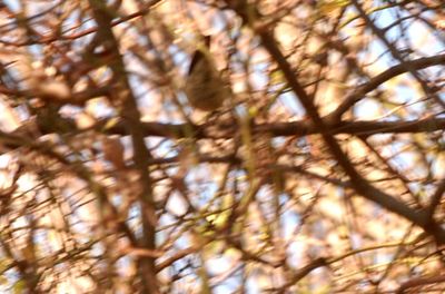 35countybird.JPG