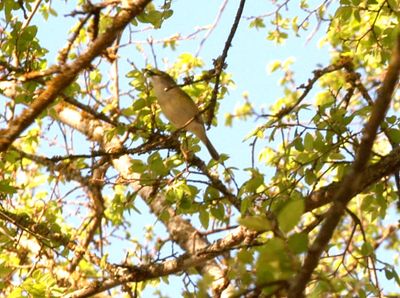 35countywwhiteeyevireo.JPG