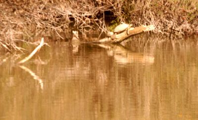 35countyslidersallthreekingfisher.JPG