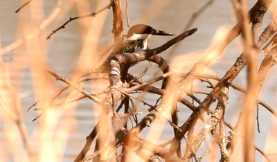 35countygreennnnnnnnnnkingfisher.JPG