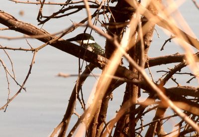 35countygreen5554.JPG