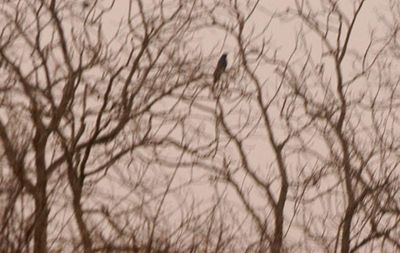 36countyearlybird.JPG