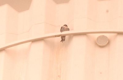 36county.peregrine.JPG