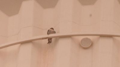 36county.peregrineeeeeeeeeee.JPG