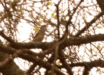 36county.whiteeyedvireo.JPG