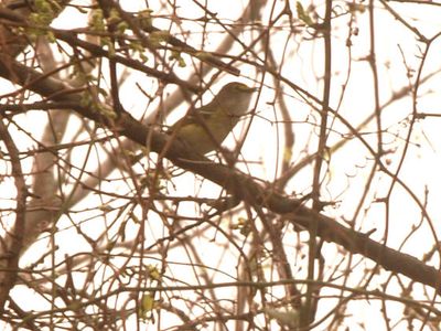 36county.whiteyeeeeeyedvireo.JPG