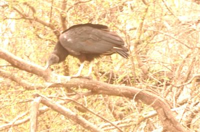 36county.blackvulture.JPG