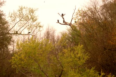 36county.heronflyway.JPG