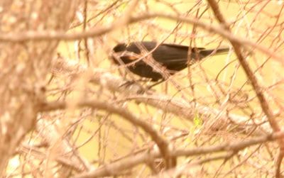 36county.redwing.JPG
