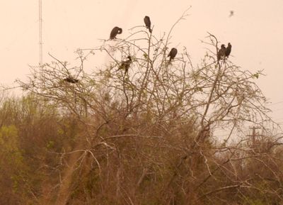 36county.cormorants.JPG