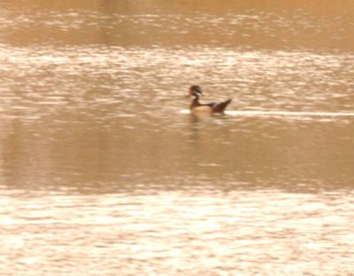 36county.woodduck.JPG