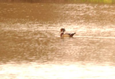36county.woodduck2222222222222222.JPG