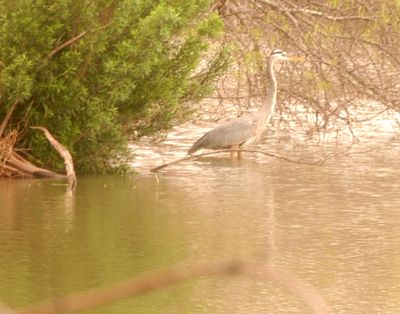 36county.greatblueheron.JPG