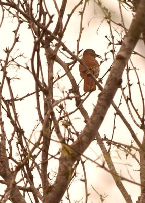 36county.curvebilledthrasher.JPG