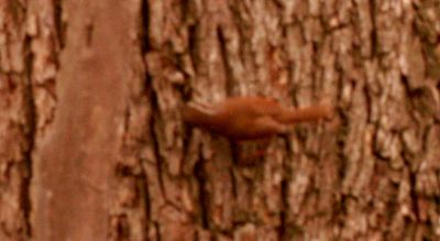 38countycarolinawren.JPG