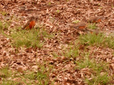 38countyrobinsgalore.JPG