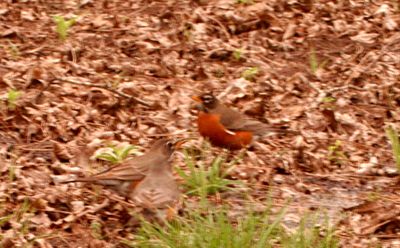 38countyrobin222222222.JPG