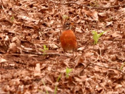 38countyrobin4444444444.JPG