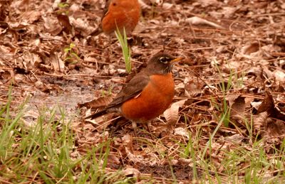 38countyrobinsssssssssssssss.JPG