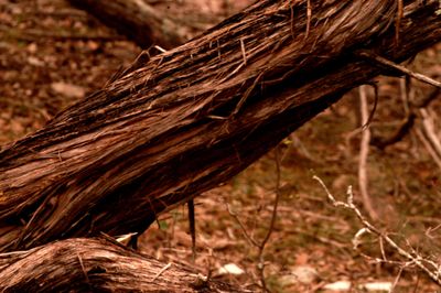 38countybark'.JPG