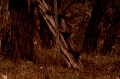 38countytreehouse.JPG