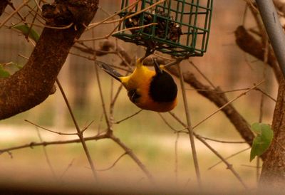 39countyaudubon's.JPG