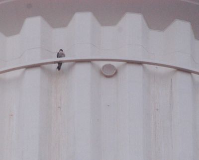 310county.peregrineJPG