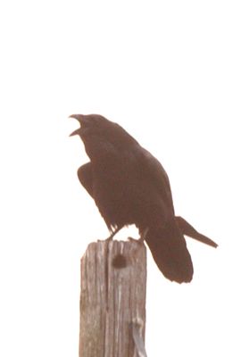 310county.wizard2222222222.JPG