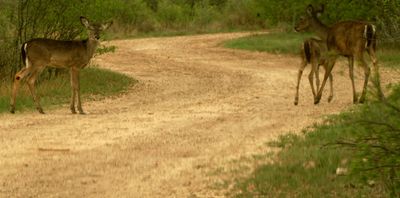 310county.deer.JPG
