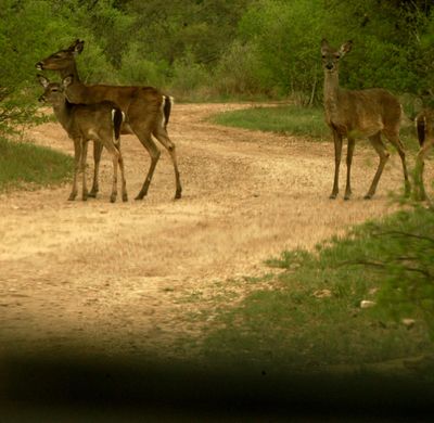 310county.deer2222222222