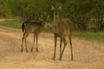 310county.2deer.JPG