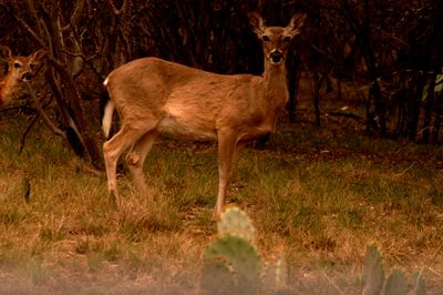 310county.22222222deer.JPG