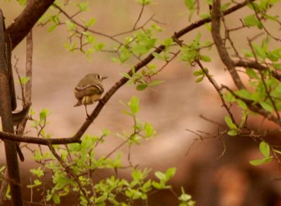 310county.kinglet.JPG