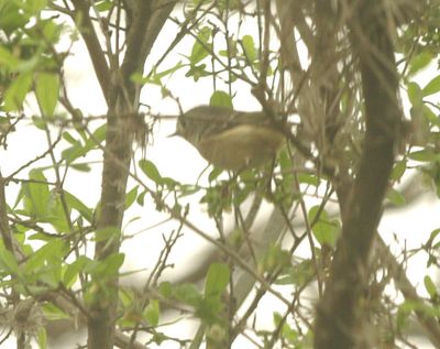 310county.kkinglet.JPG