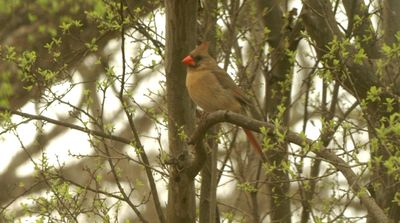 310county.cardinal.JPG