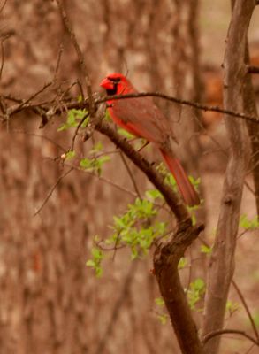 310county.ccardinal.JPG
