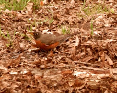 310county.robin.JPG