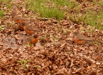 310county.robins.JPG