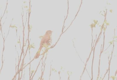 l310county.longbilledthrasher.JPG