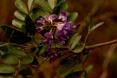 310county.mountainlaurel.JPG