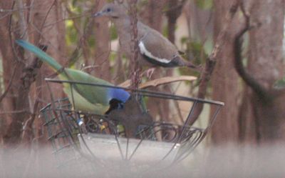 312countydovejay.JPG