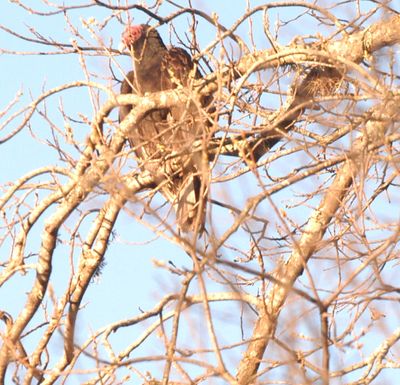 312countyturkeyvulture.JPG