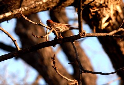 312countyhousefinch.JPG