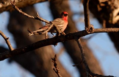 312countyhousefinch2222.JPG