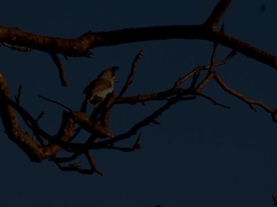 312countyblackcrestedtitmouse.JPG